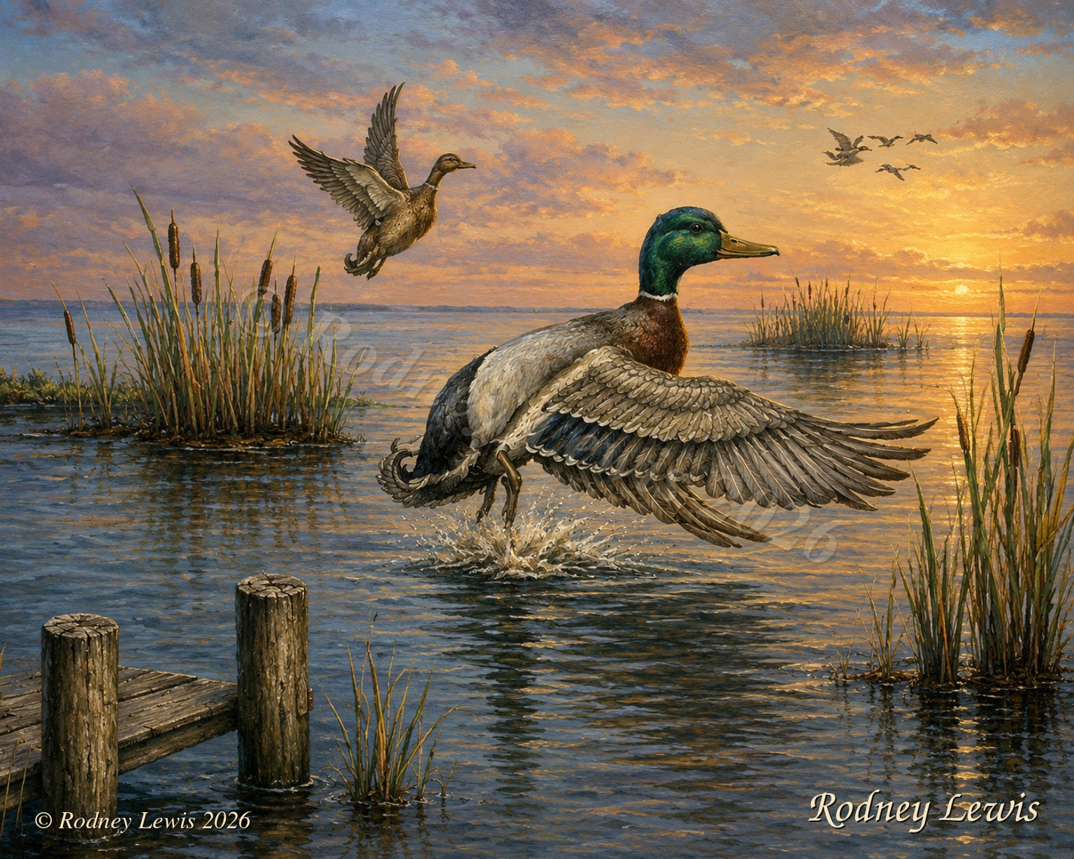 Mallard sunrise